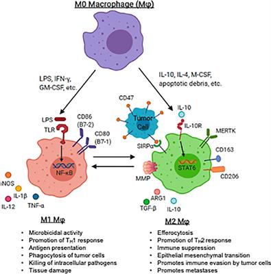 Targeting Tumor-Associated Macrophages in the Pediatric Sarcoma Tumor Microenvironment
